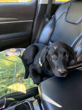 13 week lab/shepherd mix 1