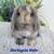 Adorable Holland Lop Baby Bunny 8 thumbnail