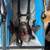 Double BOB stroller Blue RARE 5 thumbnail