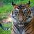 Pet, Livestock, and Animal Business Photography 4 thumbnail