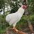 Araucana chickens 1 thumbnail