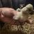bearded crested Silkies 3 thumbnail