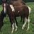 Gypsy Vanner/QH filly 1 thumbnail