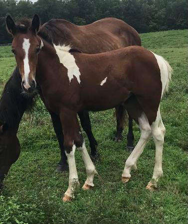 Gypsy Vanner/QH filly 1