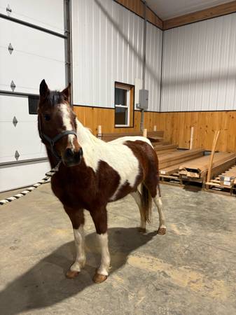 5 year old Registered mare 1