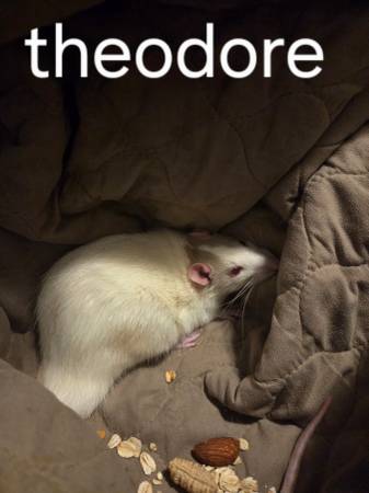 3 male pet rats (Huachuca City)