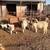 6 Boer Does – Nice Young Group, Selling Together 3 thumbnail