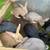 Argente Rabbits 1 thumbnail