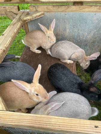 Argente Rabbits 1