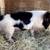Kunekune 2 thumbnail