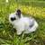 BUNNIES 5 thumbnail