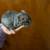 Chinchilla female 1 thumbnail