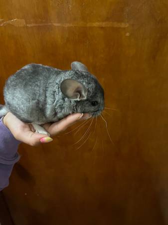 Chinchilla female 1