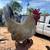 Bantam chickens 2 thumbnail