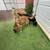 Dog Kennel Tech 9 thumbnail