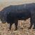 3yr olds and 4yr old Angus bulls 3 thumbnail