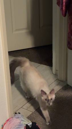 Siamese Cat (Sacramento)63848874027907123