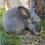 Silver Fox rabbit female 2 thumbnail