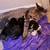 Kittens 3 thumbnail