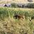Mini cow and mini cow crosses. 2 thumbnail