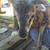 Soay Sheep Rams (Spring Born) 9 thumbnail