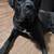 Italian Daniff Puppies 3 thumbnail