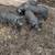 Feeder pigs 4 thumbnail