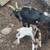 Dwarf goat and kids 4 thumbnail