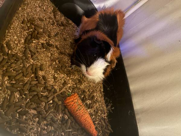 Cobaya con jaula (Hyattsville)