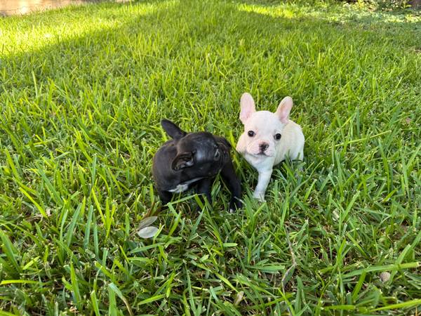 french bulldog 1