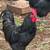 Australorp Rooster – young + 1 older (chicken) 2 thumbnail
