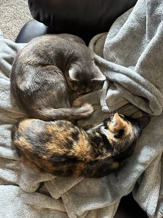 2 cats for rehoming (Spring valley)