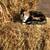 straw bales-small wheat 2 thumbnail