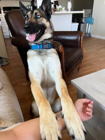 Rehoming de dos hermanos belgas Malinois (Tracy)63469793598723120