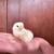 Japanese bantam chicks and Ayam Cemani mixes 1 thumbnail