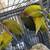 Lovebirds 3 thumbnail