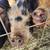 Kunekune Gilt 4 thumbnail
