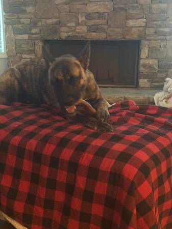 German Shepard pit mix (Alto)63762945717505121