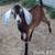 Brown Purebred Nubian Goat Buck ADGA 2 thumbnail
