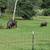 440lb boar 1 thumbnail