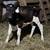 4 weaned Calfs 2 thumbnail