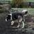 Border Collie Husky mix dog 2 thumbnail