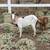 Four female goats 7 thumbnail