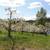 Wenatchee Riverfront with old home and orchard 15 thumbnail