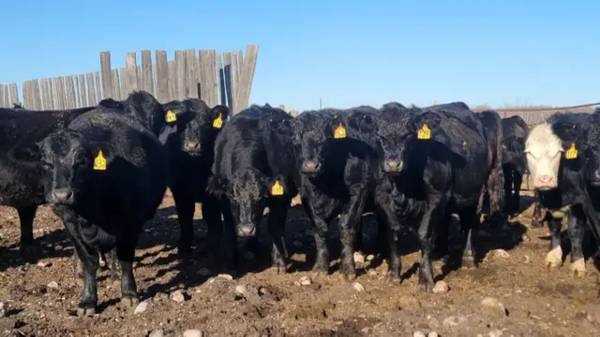 Heifers for sale 1