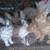 Rabbits 2 thumbnail
