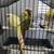 Conure 2 thumbnail