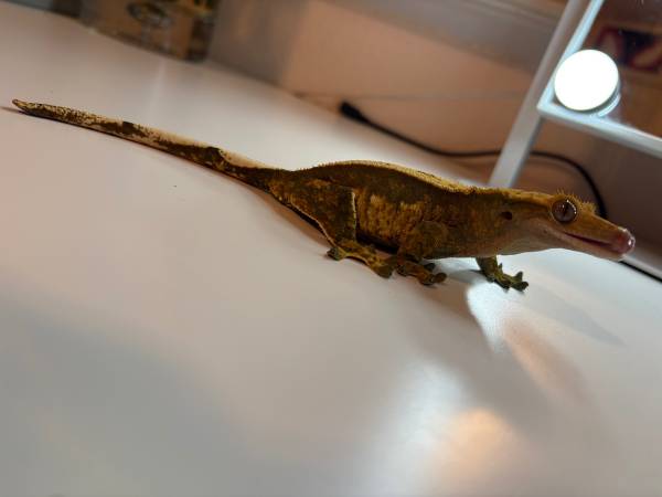 Rehoming Crested Gecko (Soledad)64009563316739121