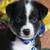 Australian Shepard/ Border Collie puppies 5 thumbnail