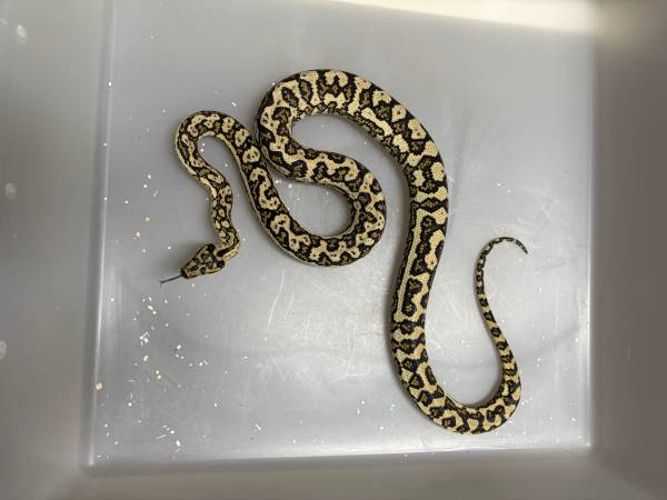 Python de alfombra costero y una Python Bredls (Athens AL)64013262793603121